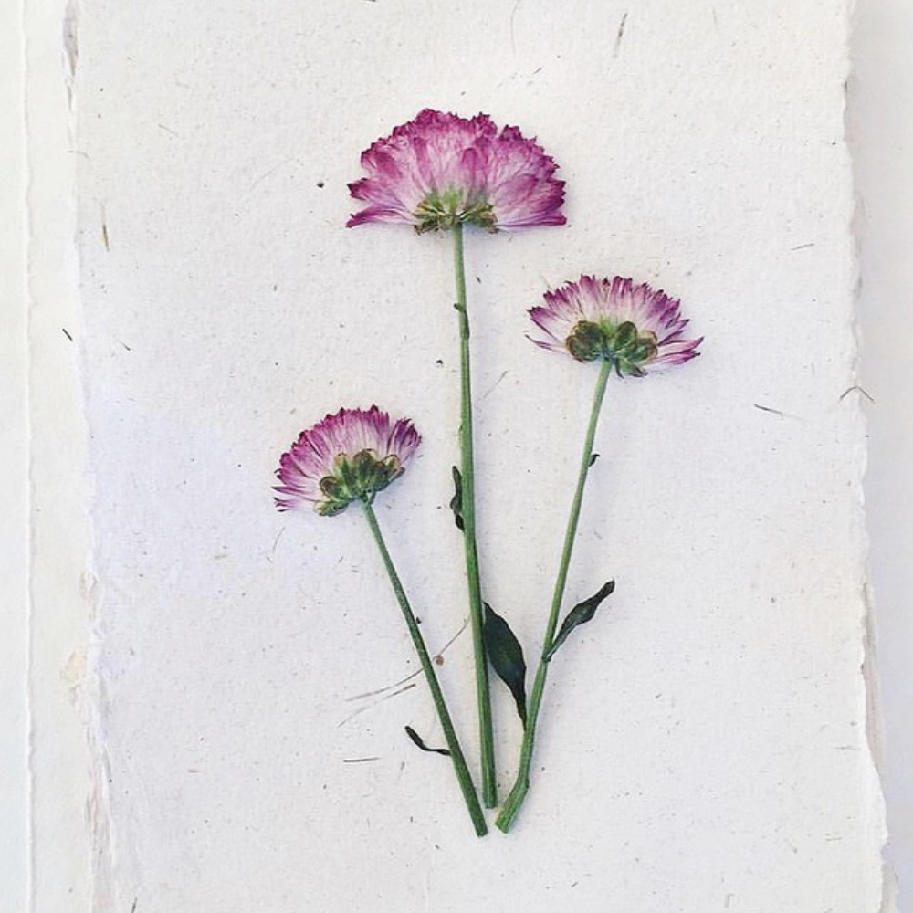 PAPER MAKING WORKSHOP-Workshop-Little Lane Workshops