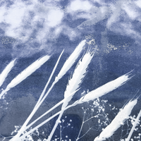 BOTANICAL CYANOTYPE WORKSHOP-Workshop-Little Lane Workshops
