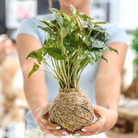 KOKEDAMA WORKSHOP-Workshop-Little Lane Workshops