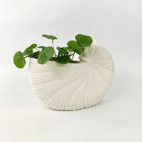 Shell Planters - 2 sizes-Homewares-Little Lane Workshops